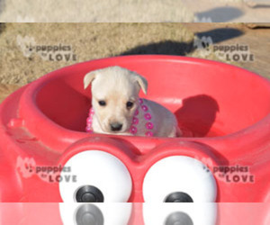 Labrador Retriever Puppy for sale in SANGER, TX, USA