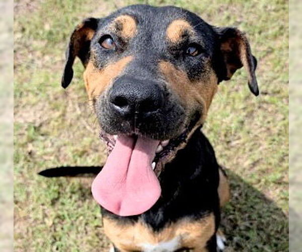 Medium Photo #3 Rottweiler-Unknown Mix Puppy For Sale in Houston, TX, USA