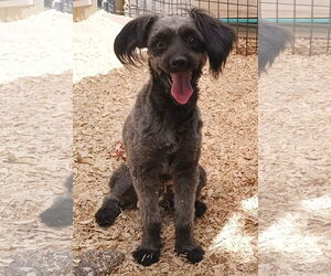 Shih-Poo Dogs for adoption in Peralta, NM, USA