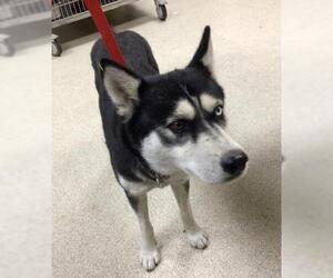 Siberian Husky Dogs for adoption in Riverside, CA, USA