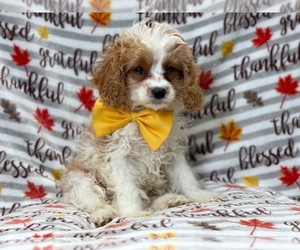 Cavapoo Puppy for sale in LAKELAND, FL, USA