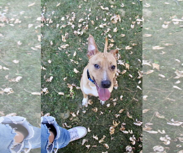 Medium Photo #4 Boxer-Unknown Mix Puppy For Sale in Brooklyn Center, MN, USA