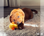 Small #1 Australian Shepherd Mix