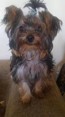 Yorkshire Terrier Puppy for sale in BROOKLYN, NY, USA