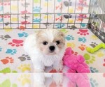 Small #12 Shih Tzu