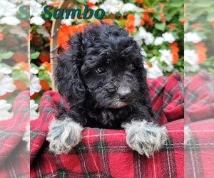 Cavapoo Puppy for sale in HOLTON, MI, USA
