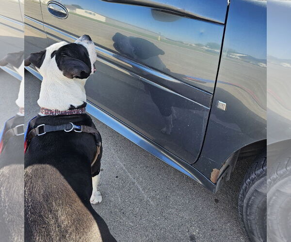 Medium Photo #23 American Pit Bull Terrier-Unknown Mix Puppy For Sale in Fargo, ND, USA