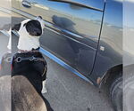 Small #22 American Pit Bull Terrier Mix