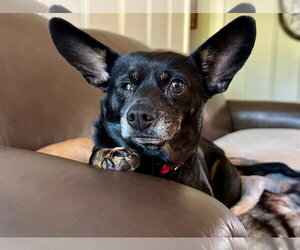 Pink Lonestar* - Female Chihuahua-Unknown Mix Dog for Adoption - Photo #4