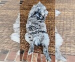 Small #9 Aussiedoodle