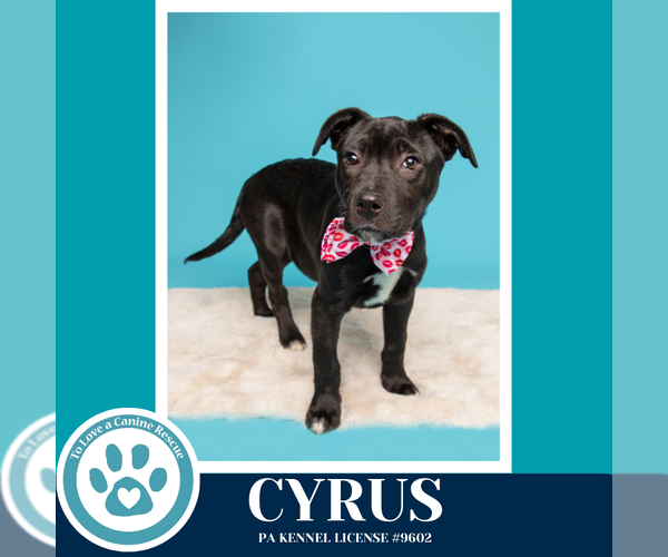 Medium Photo #7 Labrador Retriever-Unknown Mix Puppy For Sale in Kimberton, PA, USA