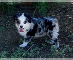 Image preview for Ad Listing. Nickname: Blue Merle M