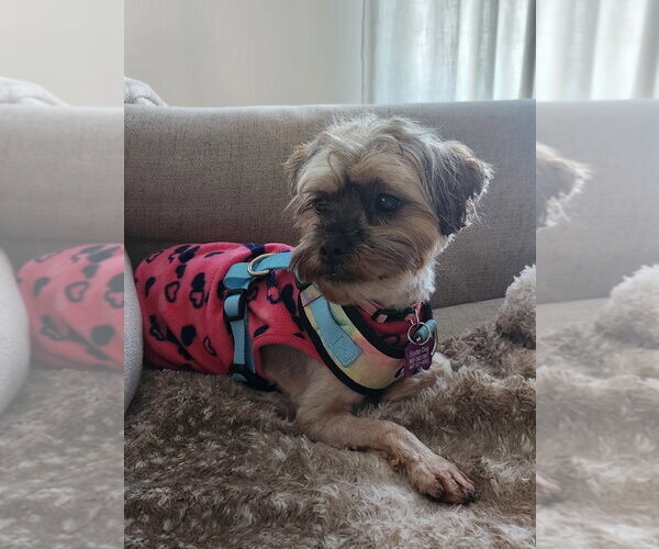 Medium Photo #5 Shih Tzu Puppy For Sale in Brights Grove, Ontario, Canada