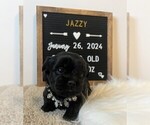 Puppy Jazzy Shorkie Tzu