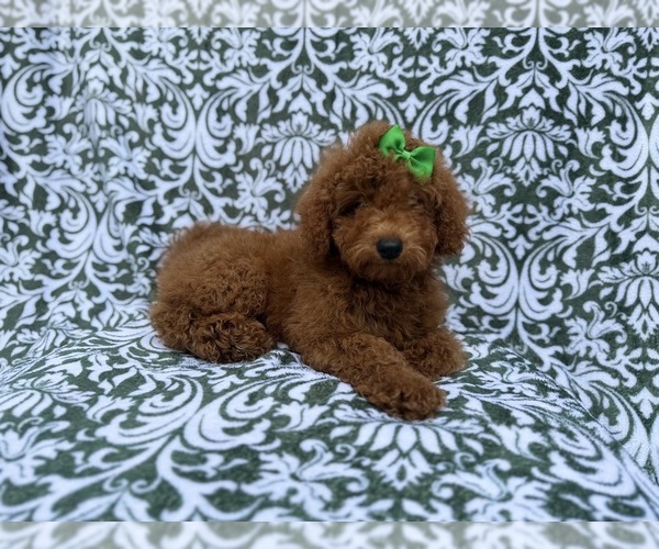 Medium Photo #5 Poodle (Miniature) Puppy For Sale in LAKELAND, FL, USA