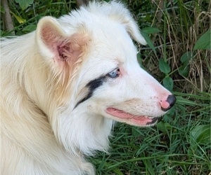 Australian Shepherd Dog for Adoption in DUNLAP, Tennessee USA