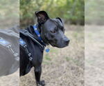 Small #2 American Bulldog Mix