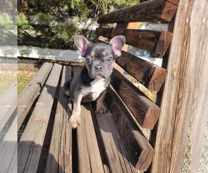 French Bulldog Puppy for sale in SANTA CLARITA, CA, USA