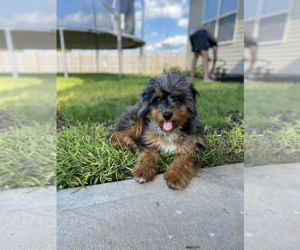 Medium Photo #1 Aussie-Poo-Bernedoodle Mix Puppy For Sale in LEXINGTON, SC, USA
