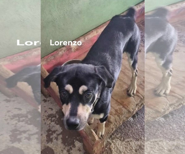 Medium Photo #3 Doberman Pinscher-Unknown Mix Puppy For Sale in Virginia Beach, VA, USA