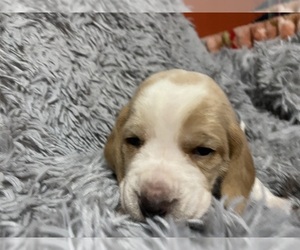 Basset Hound Puppy for sale in ROLFE, IA, USA
