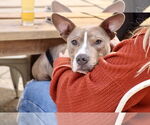 Small #5 American Pit Bull Terrier