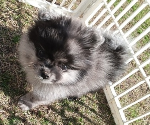 Medium Photo #10 Pomeranian Puppy For Sale in DECATUR, TX, USA