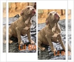 Small Photo #6 American Bully Puppy For Sale in PELAHATCHIE, MS, USA