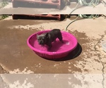 Small Photo #2 French Bulldog Puppy For Sale in FALCON, CO, USA