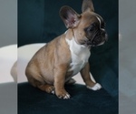 Small Photo #7 French Bulldog Puppy For Sale in TAMPA, FL, USA