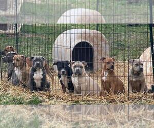 American Bully Puppy for sale in CLARKSVILLE, TN, USA