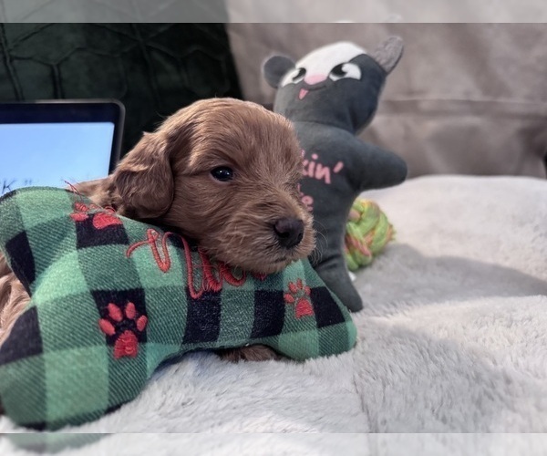 Medium Photo #1 Goldendoodle Puppy For Sale in HARTFORD, CT, USA