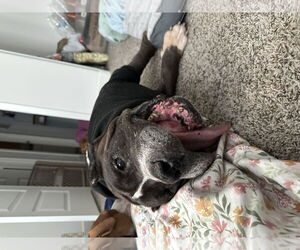 Armani - Male American Staffordshire Terrier-Mastiff Mix Dog for Adoption - Photo #4