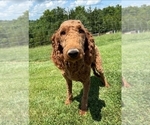 Small Photo #1 Goldendoodle Puppy For Sale in COLLINSVILLE, IL, USA