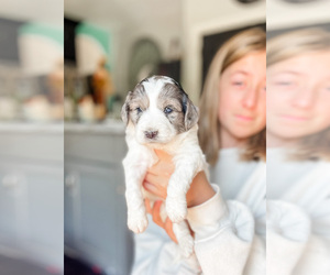 Goldendoodle (Miniature) Puppy for sale in MILLERSBURG, OH, USA