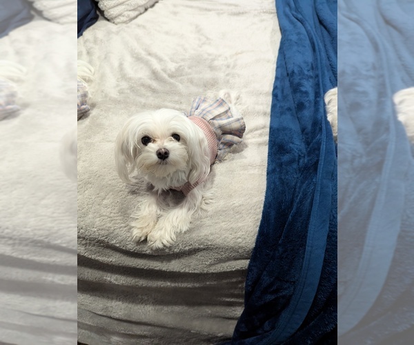 Medium Photo #1 Maltese Puppy For Sale in OCALA, FL, USA