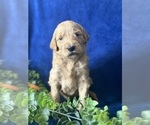 Small Photo #6 Goldendoodle Puppy For Sale in FLOWERY BRANCH, GA, USA