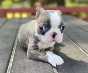 Boston Terrier Puppy for sale in HICKORY, NC, USA
