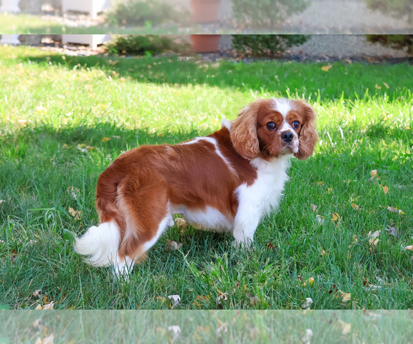 Medium Photo #2 Cavalier King Charles Spaniel Puppy For Sale in SYRACUSE, IN, USA