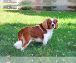 Small #1 Cavalier King Charles Spaniel