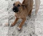 Small Photo #52 Rhodesian Ridgeback Puppy For Sale in MORONGO VALLEY, CA, USA