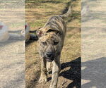 Small #2 Mutt