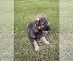 Small Photo #24 German Shepherd Dog Puppy For Sale in SENECA, SC, USA