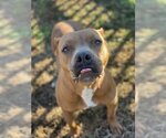 Small #2 American Pit Bull Terrier