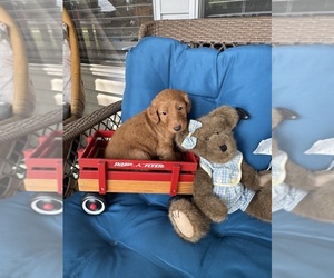 Goldendoodle Puppy for sale in SATSUMA, FL, USA