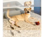 Small #9 Labrador Retriever Mix