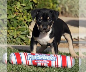 American Pit Bull Terrier-Unknown Mix Dogs for adoption in San Diego, CA, USA