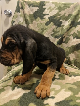 Medium Photo #1 Bloodhound Puppy For Sale in FAYETTEVILLE, NC, USA