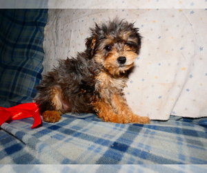 Schnoodle (Miniature) Puppy for sale in AUGUSTA, WV, USA