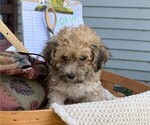 Small #2 Yorkshire Terrier